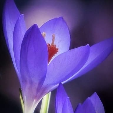 عکس پروفایل اینستاگرام undefined / atr_.khorshid